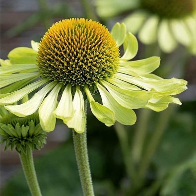 Punainen Punahattu 'Alan's Pride'