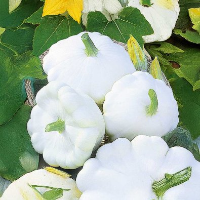 Lautaskurpitsa 'Delikates'