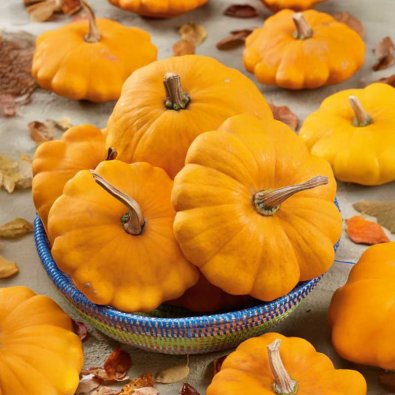 Lautaskurpitsa 'Patisson orange'