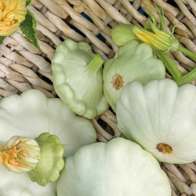 Lautaskurpitsa 'Disco'