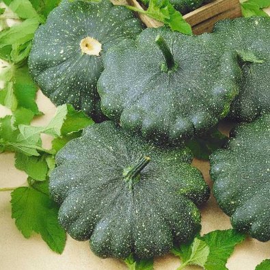 Lautaskurpitsa 'Greendisc' h