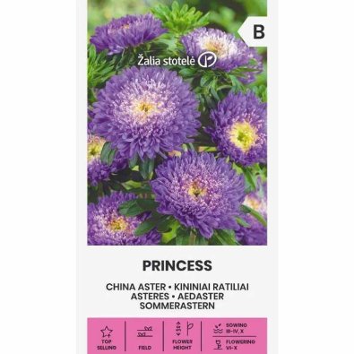 Kesäasteri 'Princess' violetti