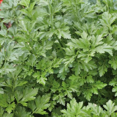 Persilja 'Festival 68'