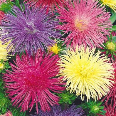 Kesäasteri 'Unicum mix'