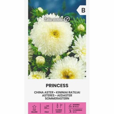 Kesäasteri 'Princess' Valkoinen