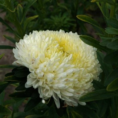 Kesäasteri 'Paeony' keltainen