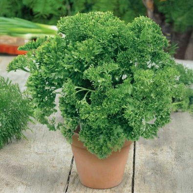 Persilja 'Grüne perle'