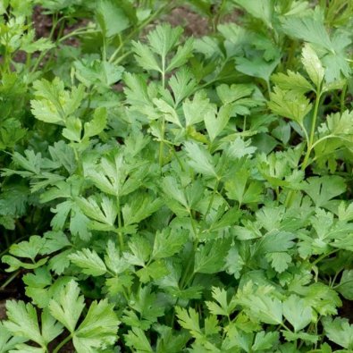 Persilja 'Festival 68'