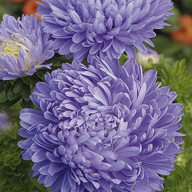 Kesäasteri 'Paeony' Vaaleansininen