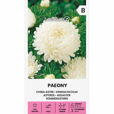 Kesäasteri 'Paeony' valkoinen