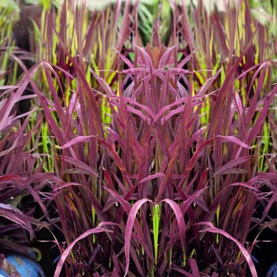 Ornamental Rice 'Black Madnes'