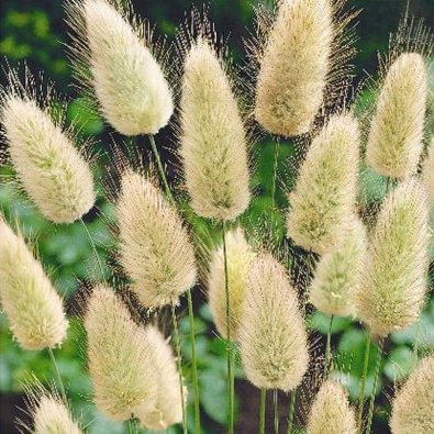 Jänönhäntäheinä