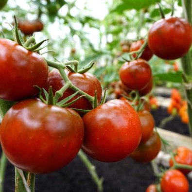 Tomaatti 'Bombonera' H