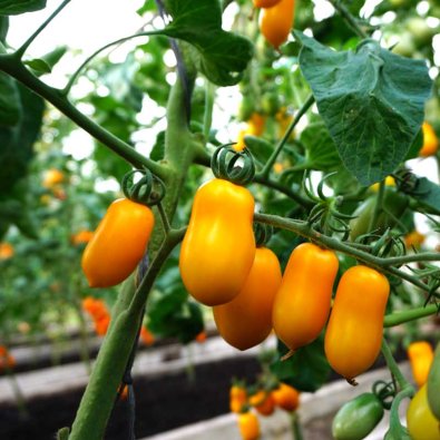 Tomato Plommontomat 'Taiko'