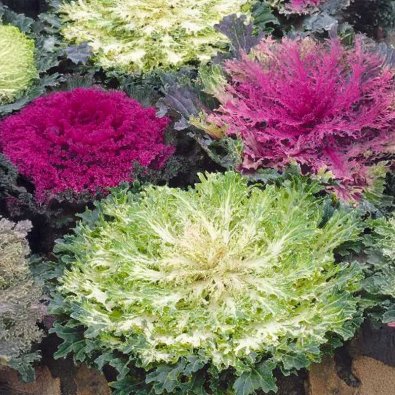 Koristekaali 'Fringed leaves'