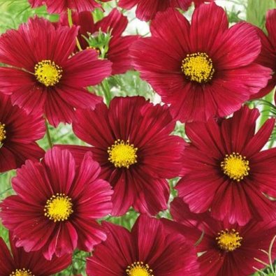 Kosmoskukka 'Sensation Carmine'