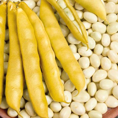 Kuorintapapu 'Cocagne'