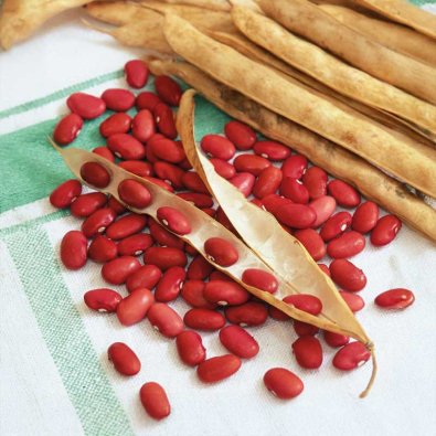 Puutarhapapu 'Wawelska'