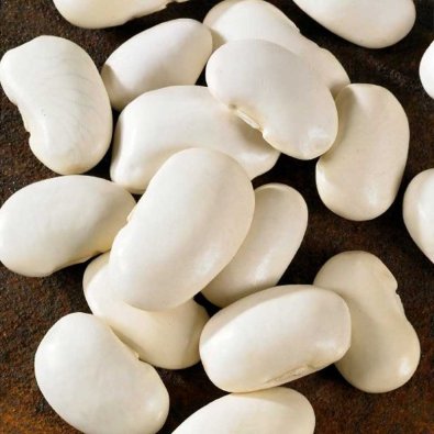 Ruusupapu 'Piekny jas'