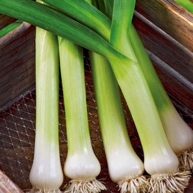 Purjo 'De Carentan 2'