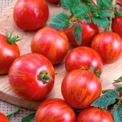 Kirsikkatomaatti 'Duo'