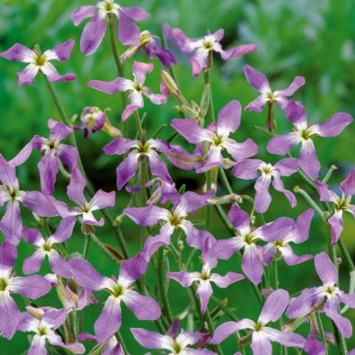 Kreikkalainen leukoija 'Rose'