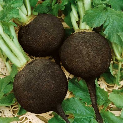 Retiisi 'Runder schwarzer winter'