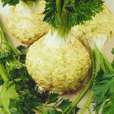 Juuriselleri 'President'