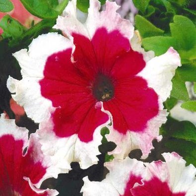 Tuoksupetunia 'Karkulka'