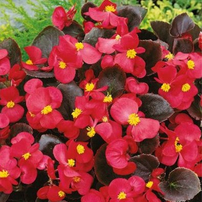 Begonia 'Broumov' F1