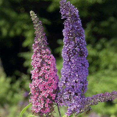 Syreenibuddleja