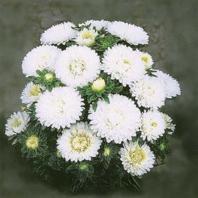 Kesäasteri 'Colour Carpet' Valkoinen