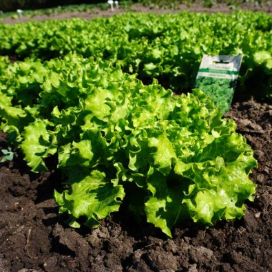 Lehtisalaatti 'Grand Rapids'