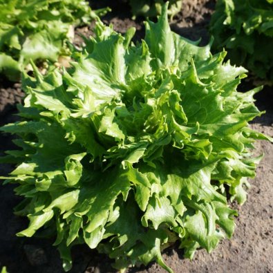 Jääsalaatti 'Regina Dei Ghiacci'