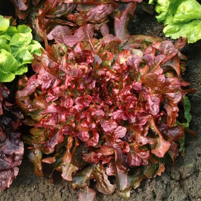 Lehtisalaatti 'Red Salad Bowl'