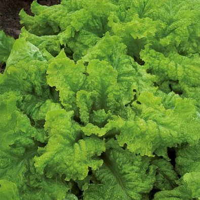 Lehtisalaatti 'Australische Gele'