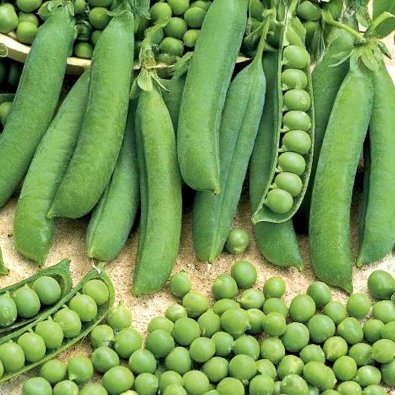 Kuorintaherne 'Meteor'