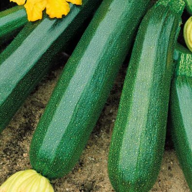 Kesäkurpitsa 'Black beuty'