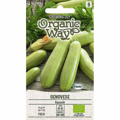 Kesäkurpitsa 'Genovese'