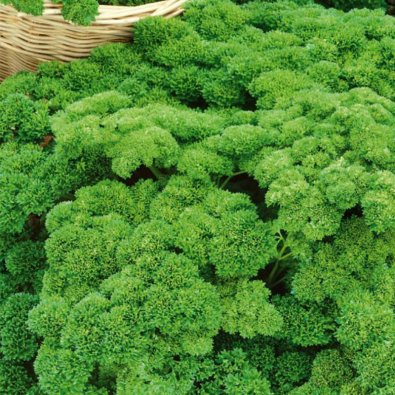 Persilja 'Moskrul 2'