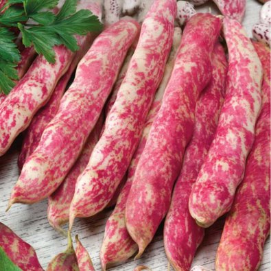 Borlotti Bean 'Borlotto lingua di fouco nano'