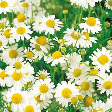 Chamomile