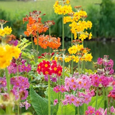 Candelabra Primula