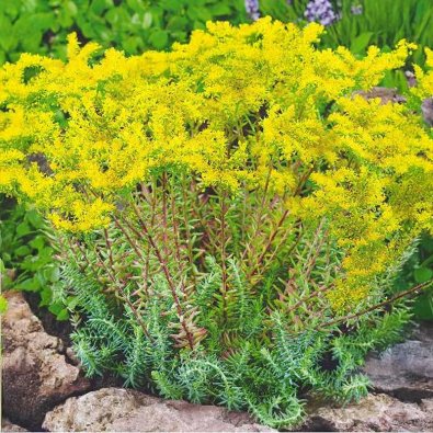 Isomaksaruoho Tripmadam