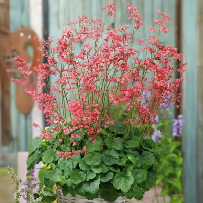 Keijunkukka 'Firefly'