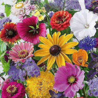 Kukkaseos 'Last Minute'