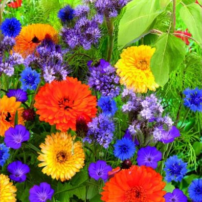 Kukkasekoitus 'Dream'