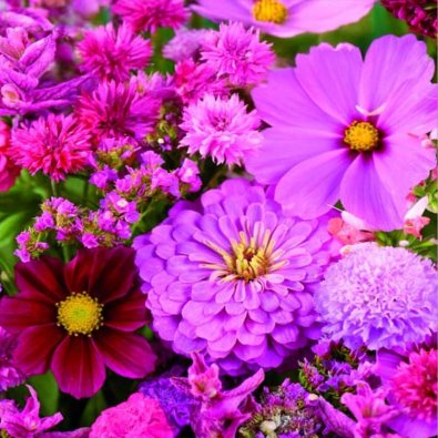 Flower Blend 'Pink-Red'