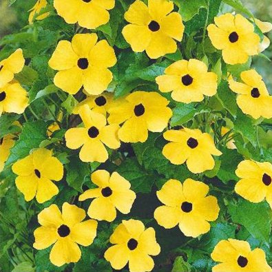 Mustasilmäkaunotar Black-eyed-Susan