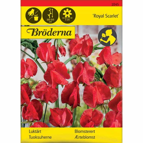 Tuoksuherne 'Royal Scarlet'